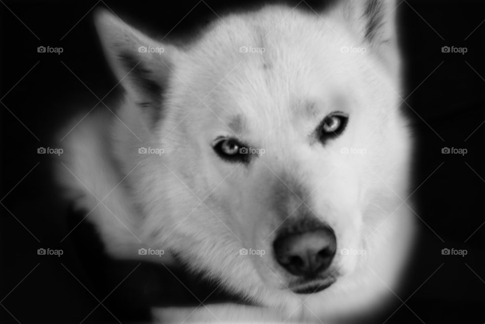 black and white photo of husky