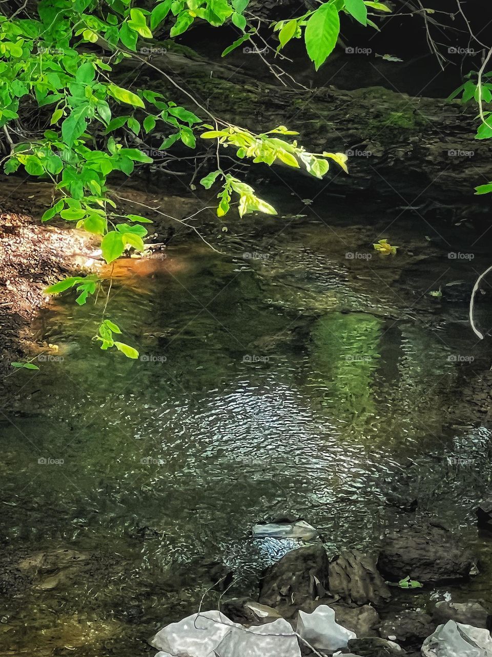 A country flowing creek on a lazy summer afternoon.