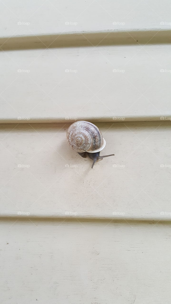 snail
