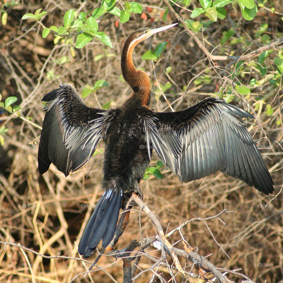 sun river bird dry by geebee