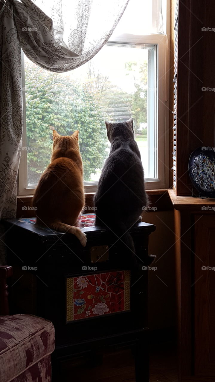 Finnegan and Jaxson showing their love