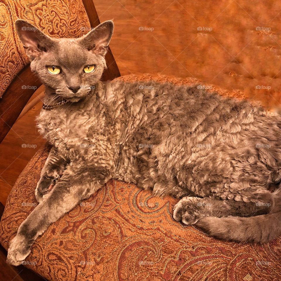 Curly gray cat with green eyes laying on the chair 