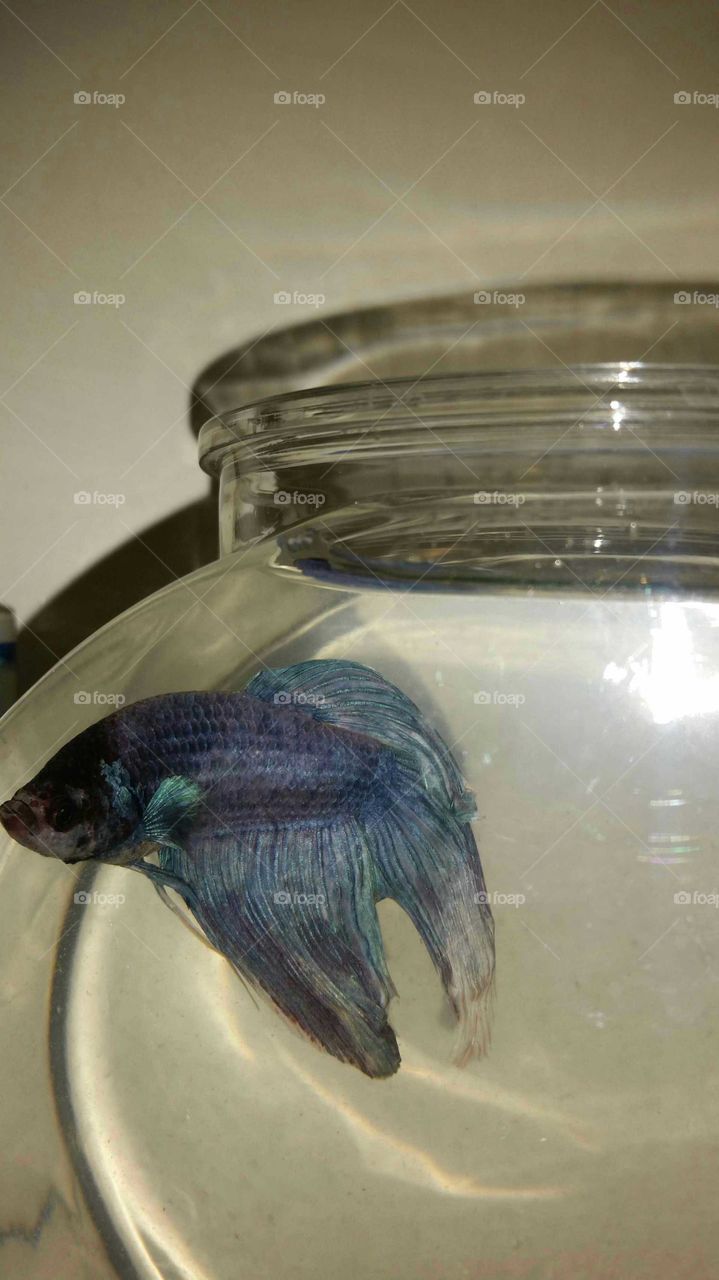 Blue Veil Tale Male Beta Fish.