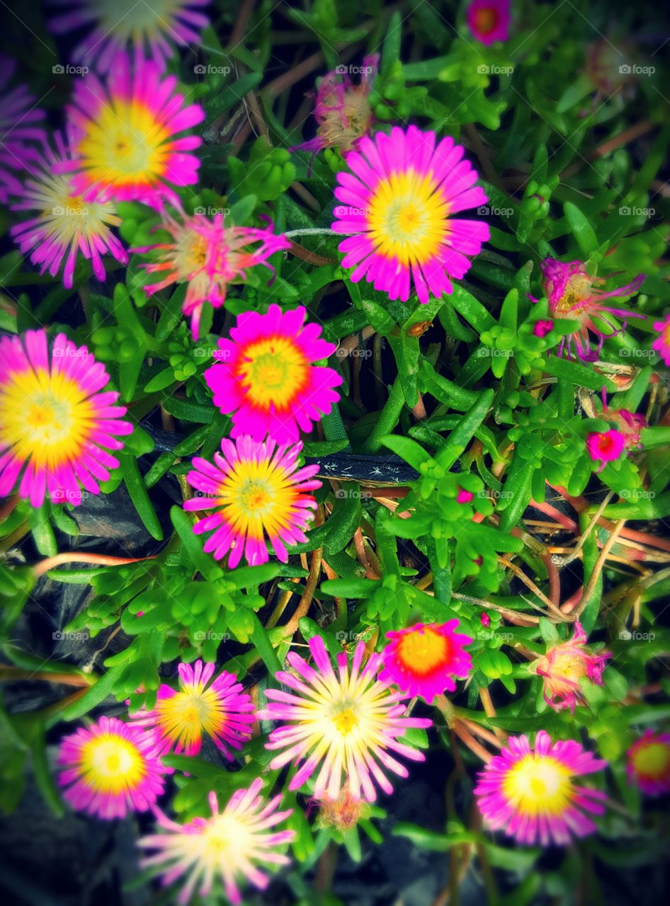 beautiful flowers in my garden