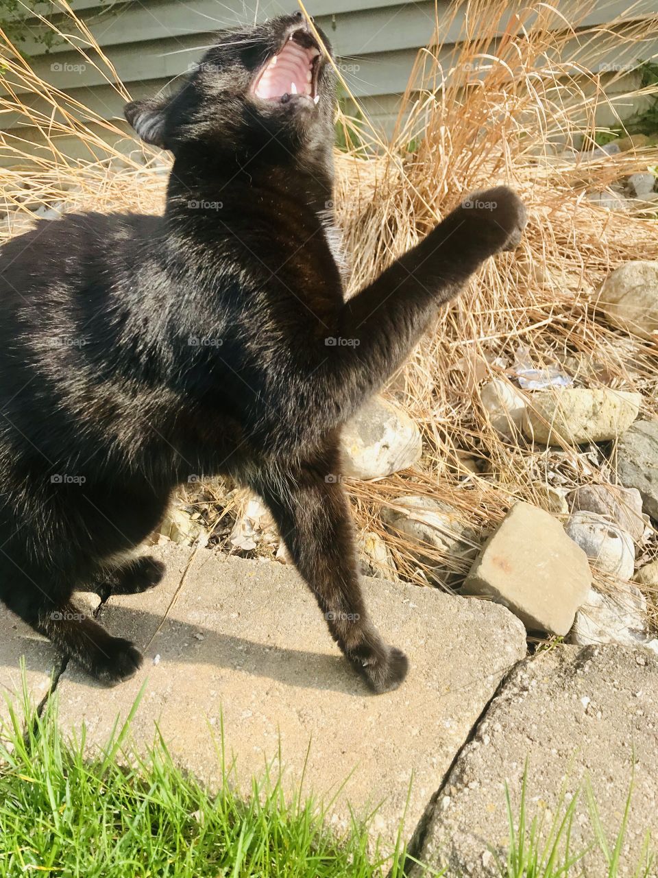 Darling black cat enjoying exploring all around outside in yard on beautiful day! 