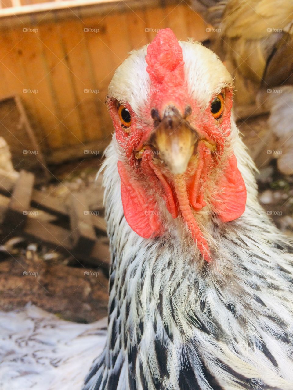 Chicken close up