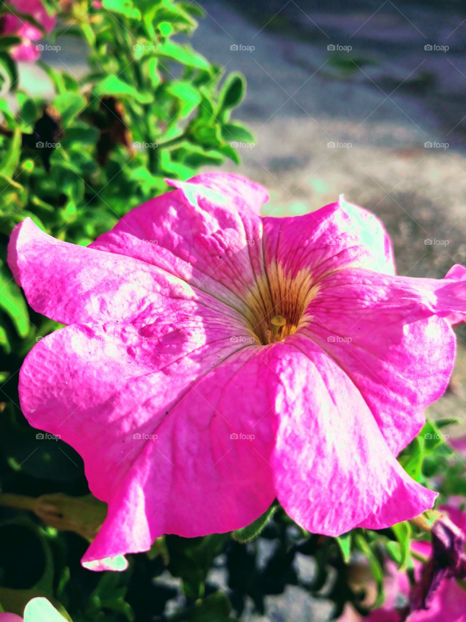 pink flower