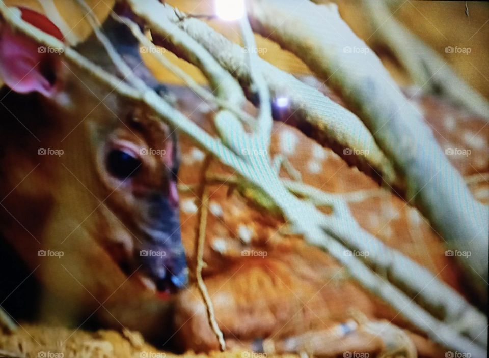 one animal photography