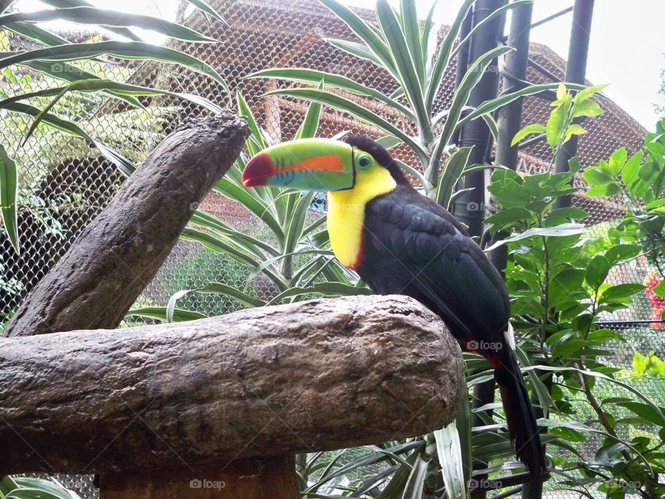 Rainbow toucan 