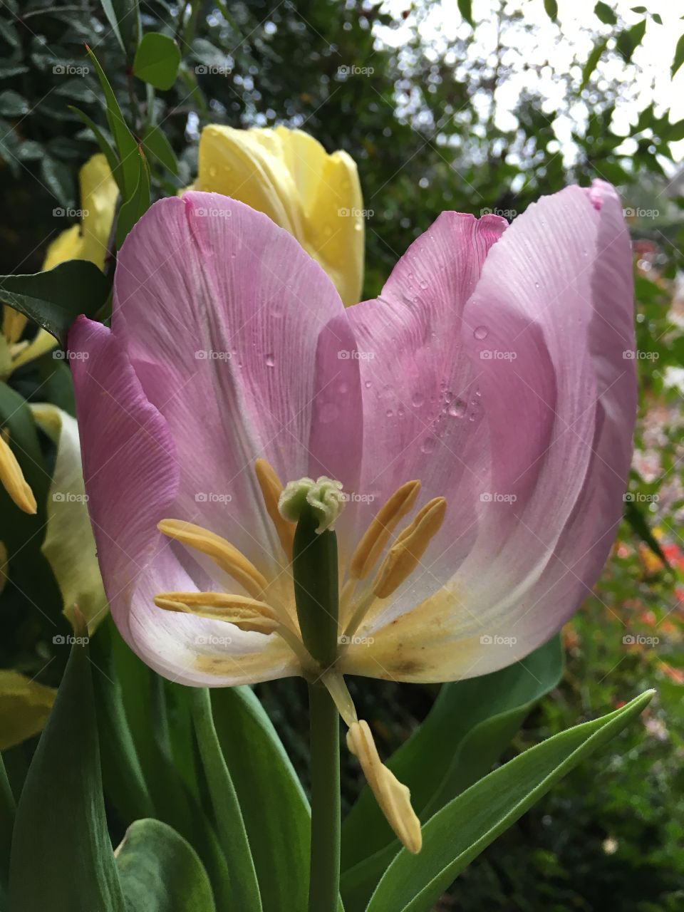 Close-up of tulips