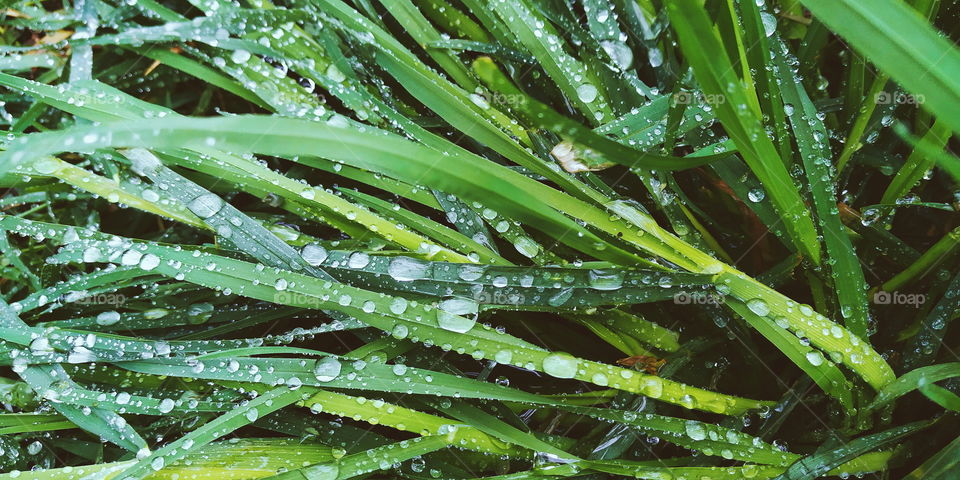 morning dew on green grass