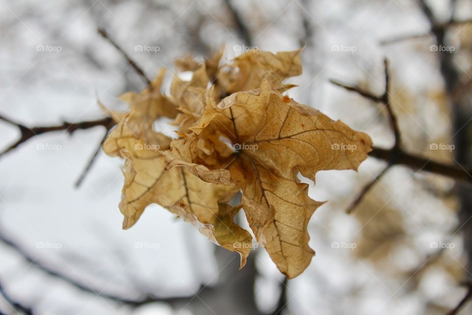 Dead leaves during winter 