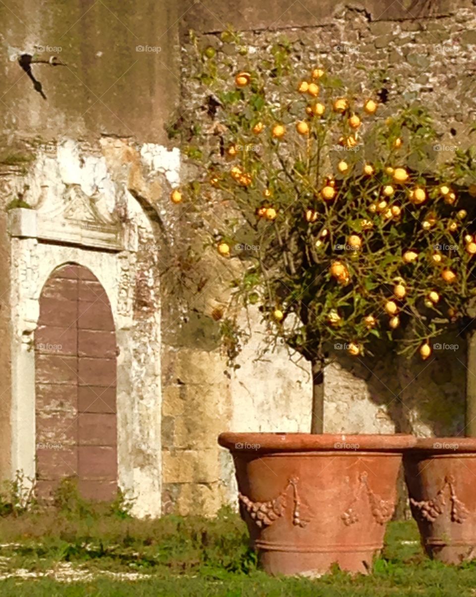 Lemon Tree, Villa Pamphilj, Rome 