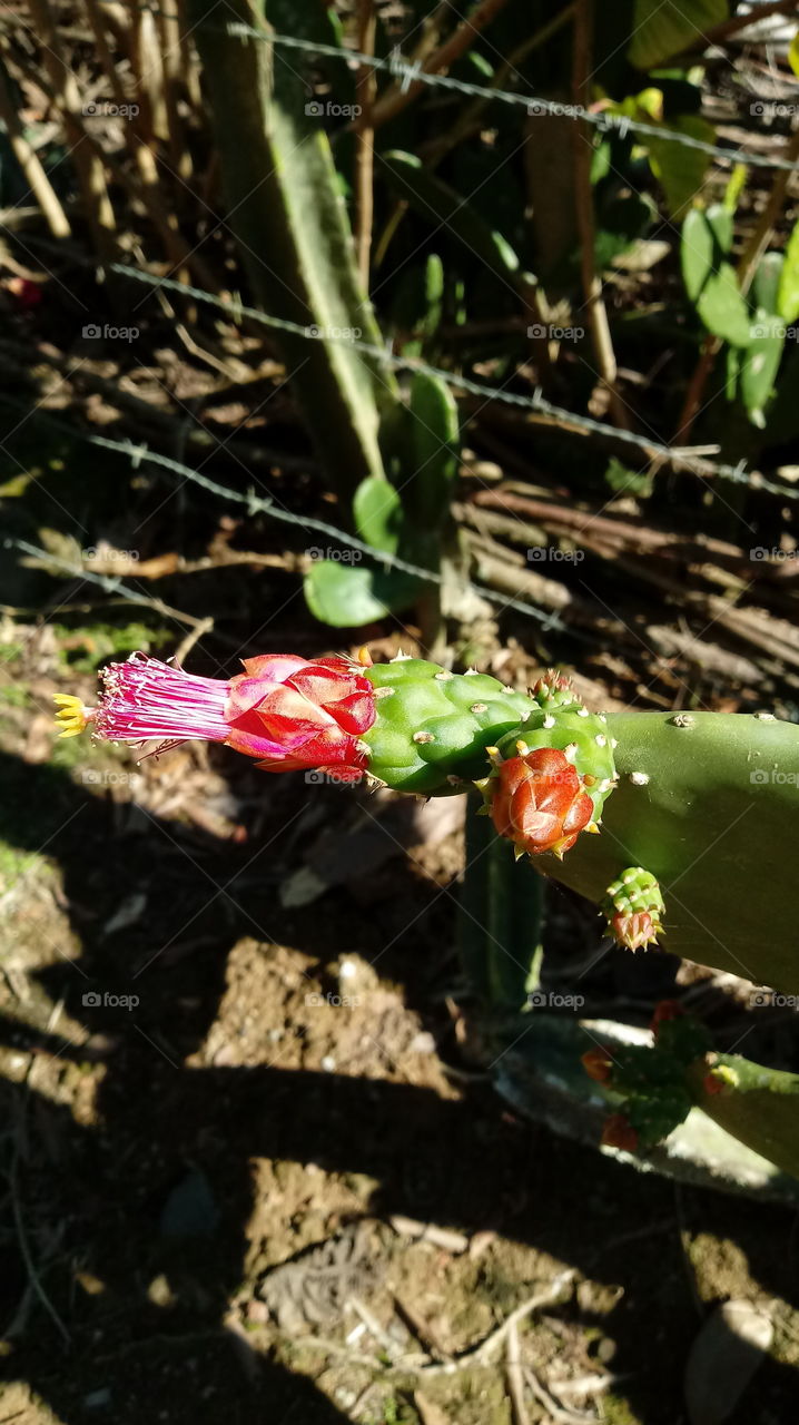 NATURE CACTUS Figo-da-Índia Opuntia ficus-indica