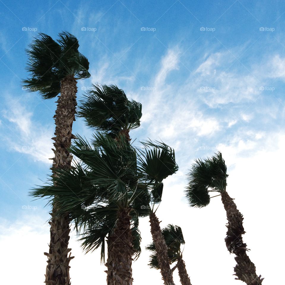 Palm trees in the wind. 