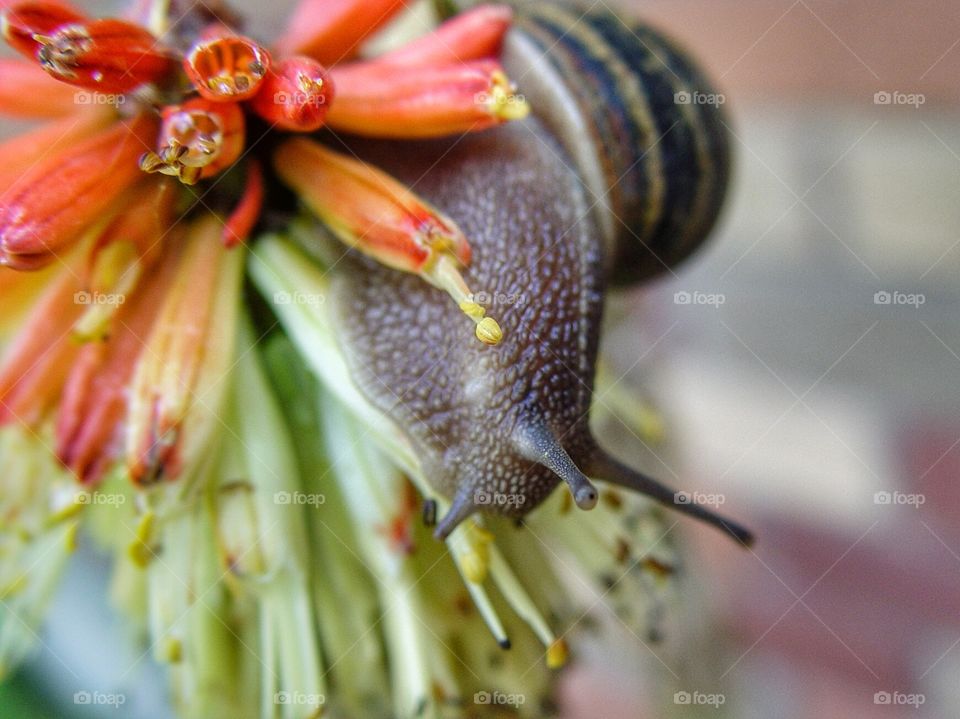 Snail on flower