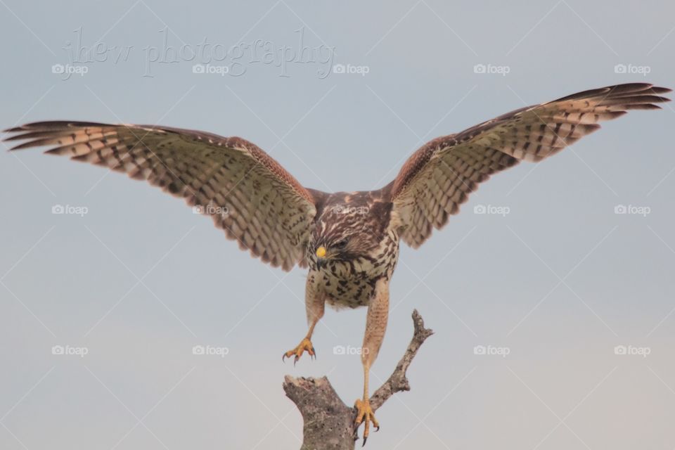 Red shouldered hawk taking flight