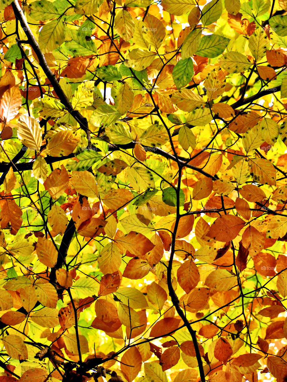 Full frame of yellow leaves