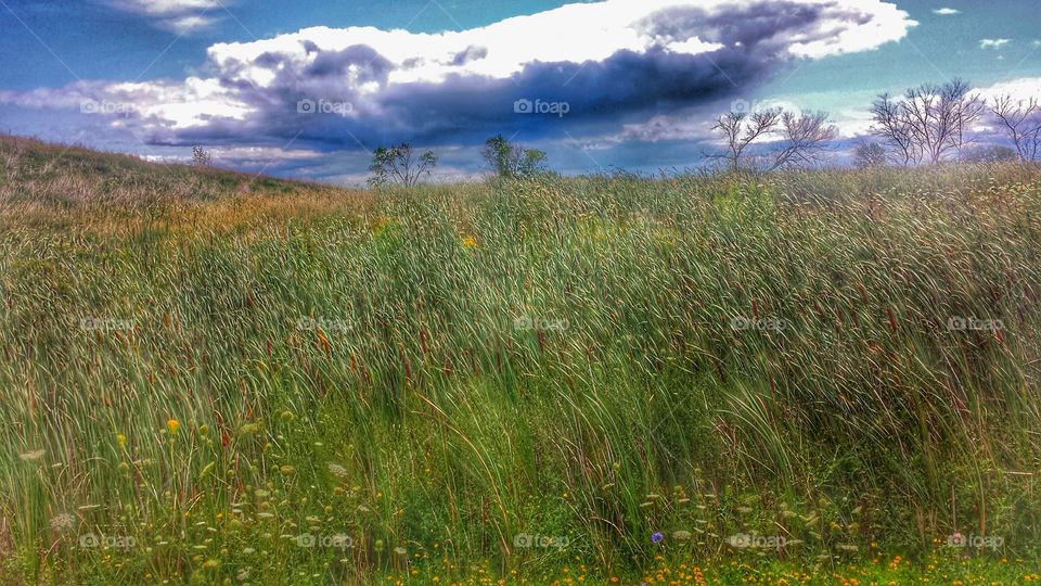 Cloudy Meadow