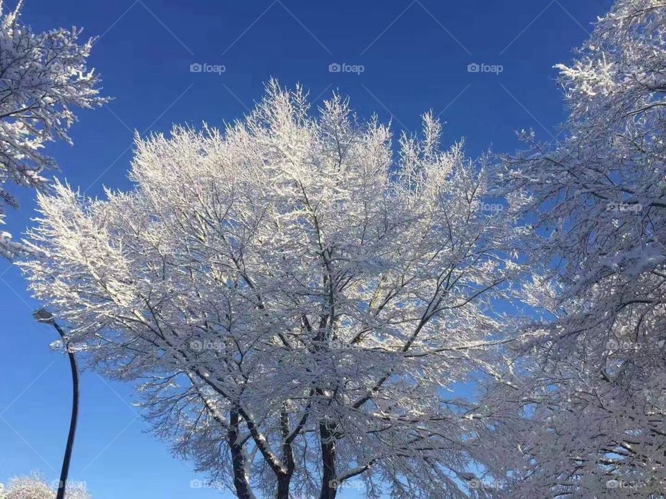White trees 