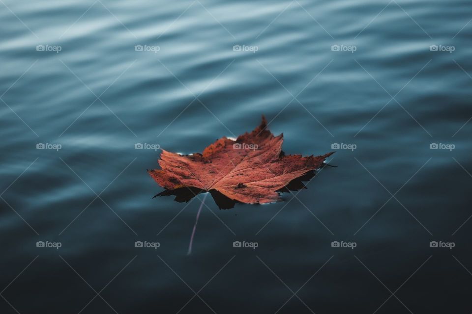 Autumn leaf in the water 