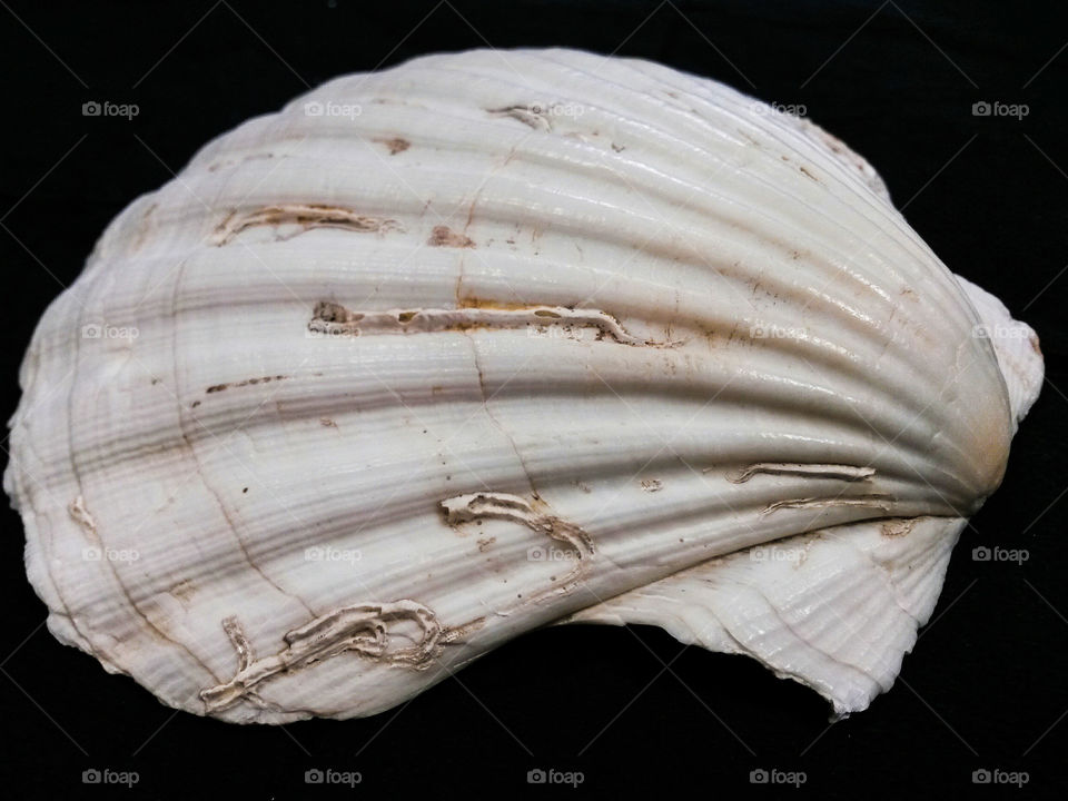 Seashell against black background