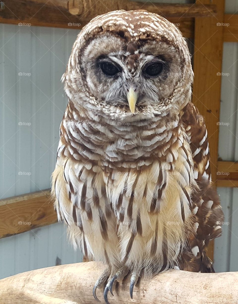 bard owl