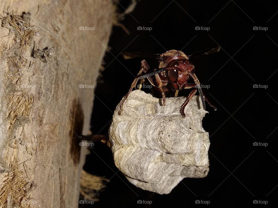 A big wasp landed in his house