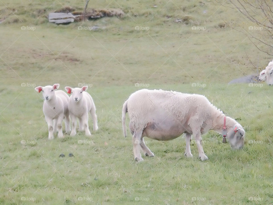 netherlands farm sheep lambs by dbeck03
