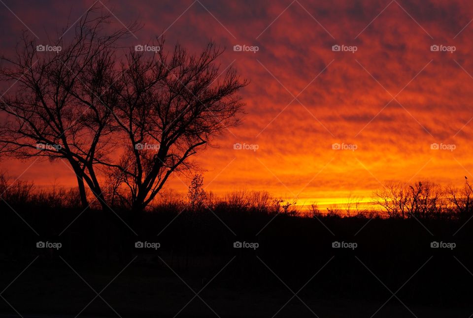 Set sun creates colorful backdrop for tree and brush Silhouette