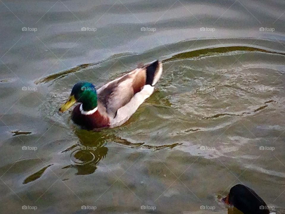 Mallard Duck Swimming