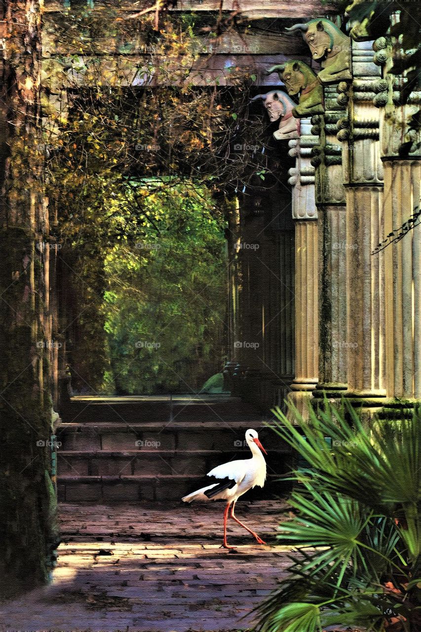 stork walking trough a green jungle temple landscape