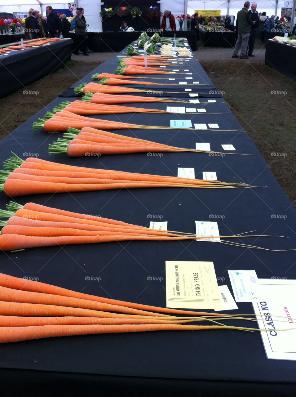 united kingdom carrot long display by tidbury