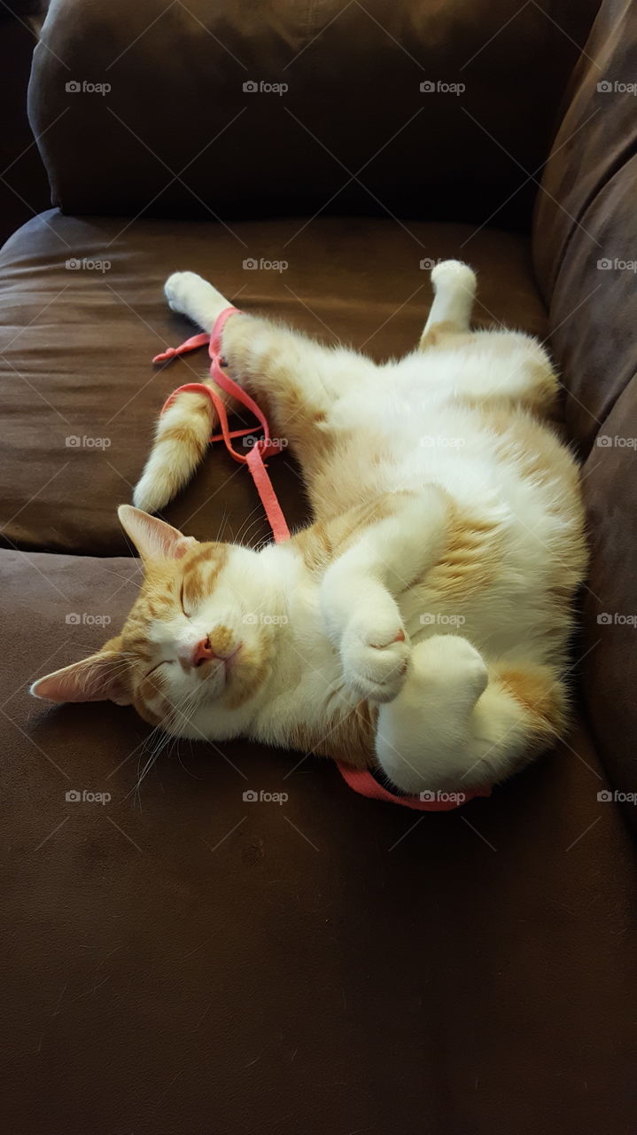 Sleeping cat. A special way to sleep