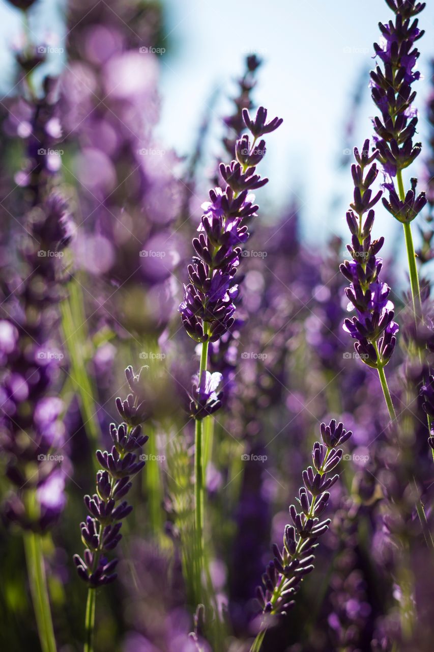 A portrait of a branch of lavander. one of the purple flowers is in focus and in between the rest of the flowers in the bush.