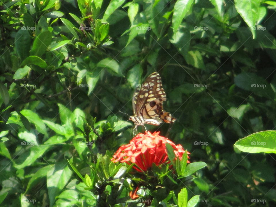 standing butterfly