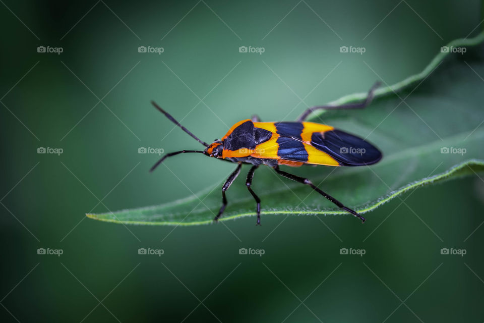 Bright bug on a green leaf