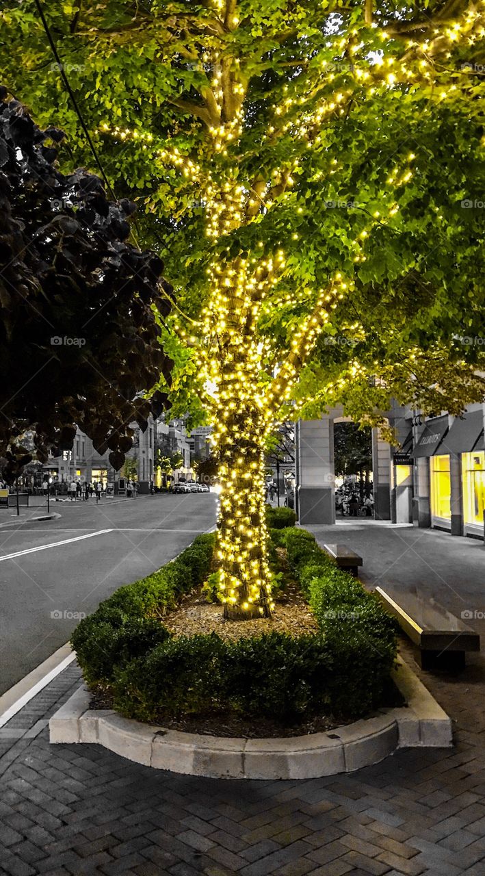 Lighted tree