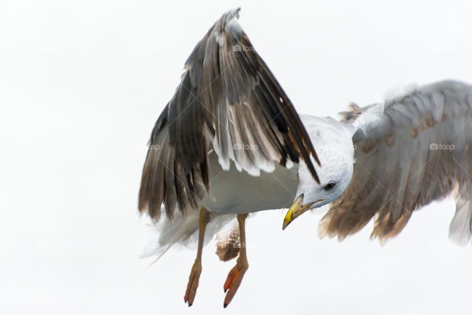 Close-up view of a seagull flying.