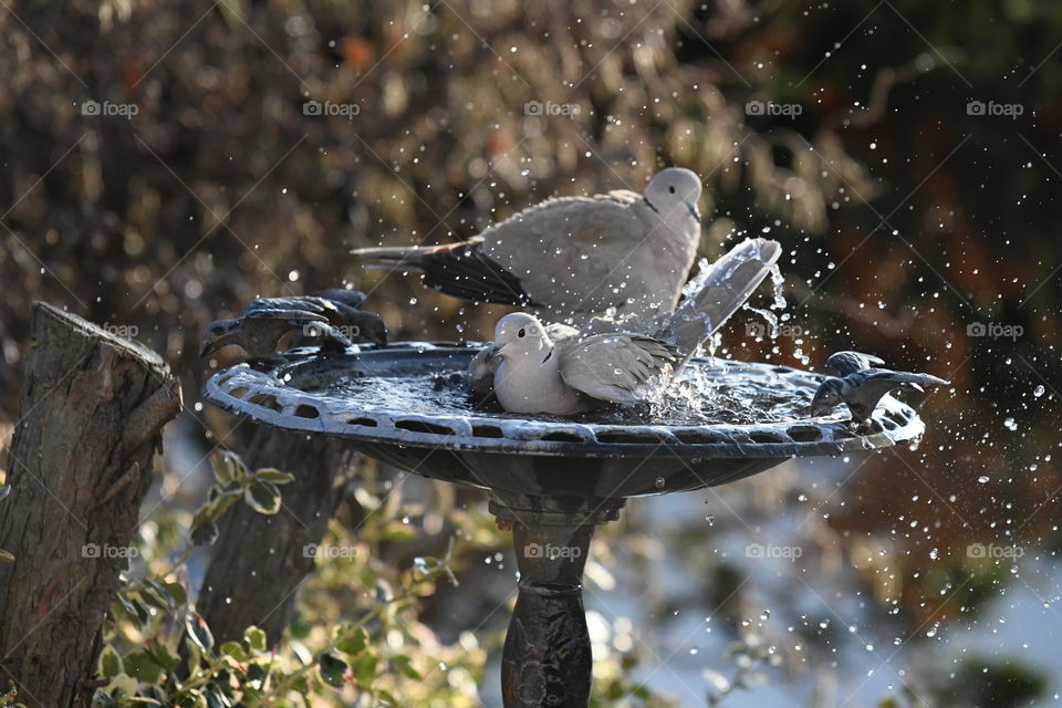 bird bathing in the garden