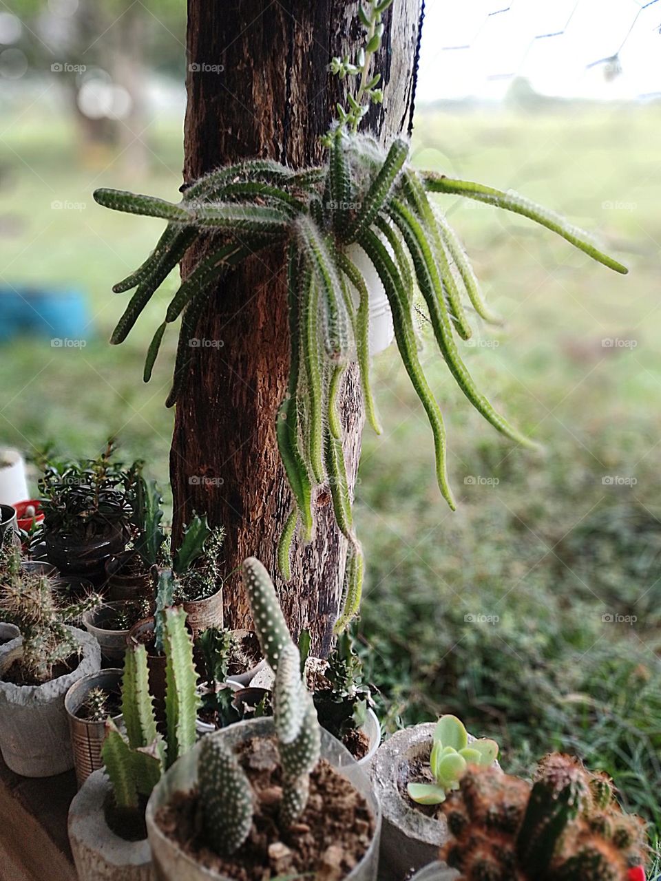 cactus cola de mono