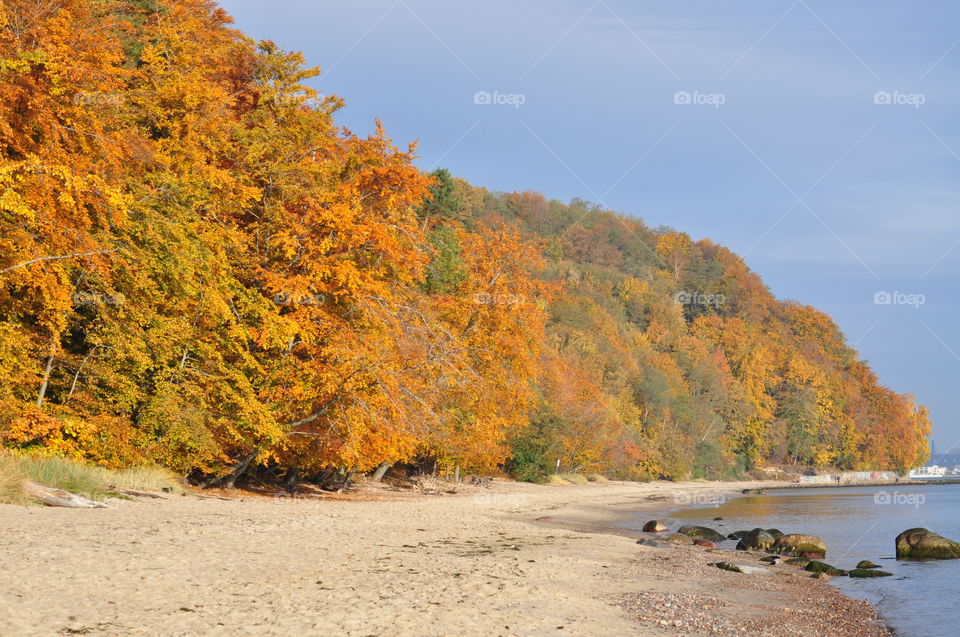 Coastal forest 