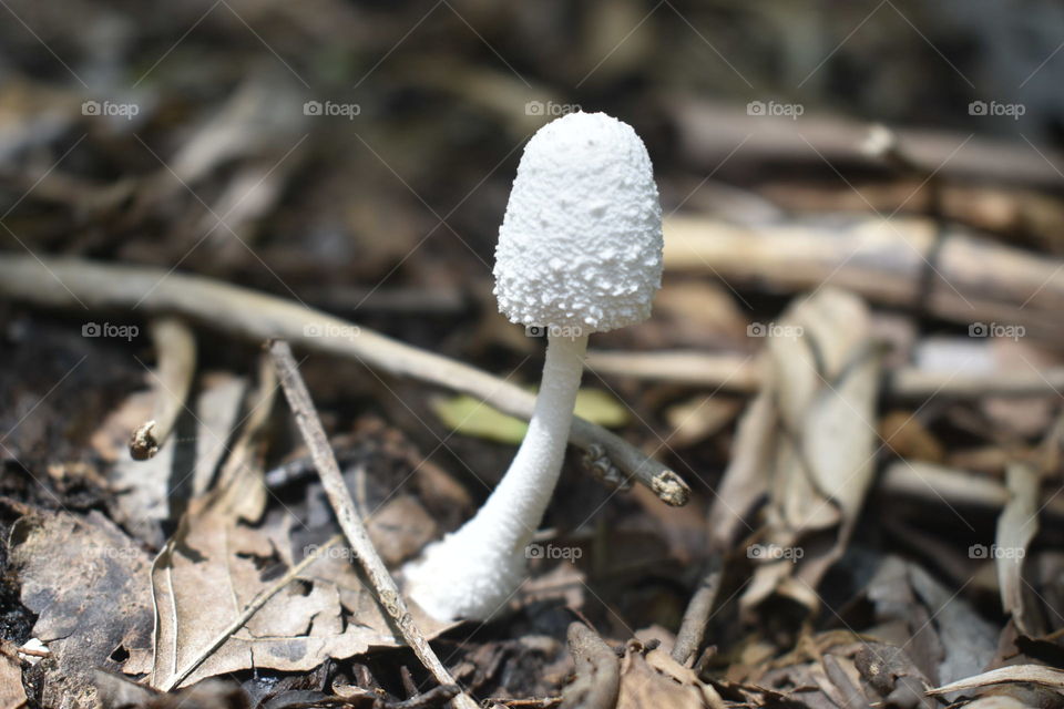 Mushroom