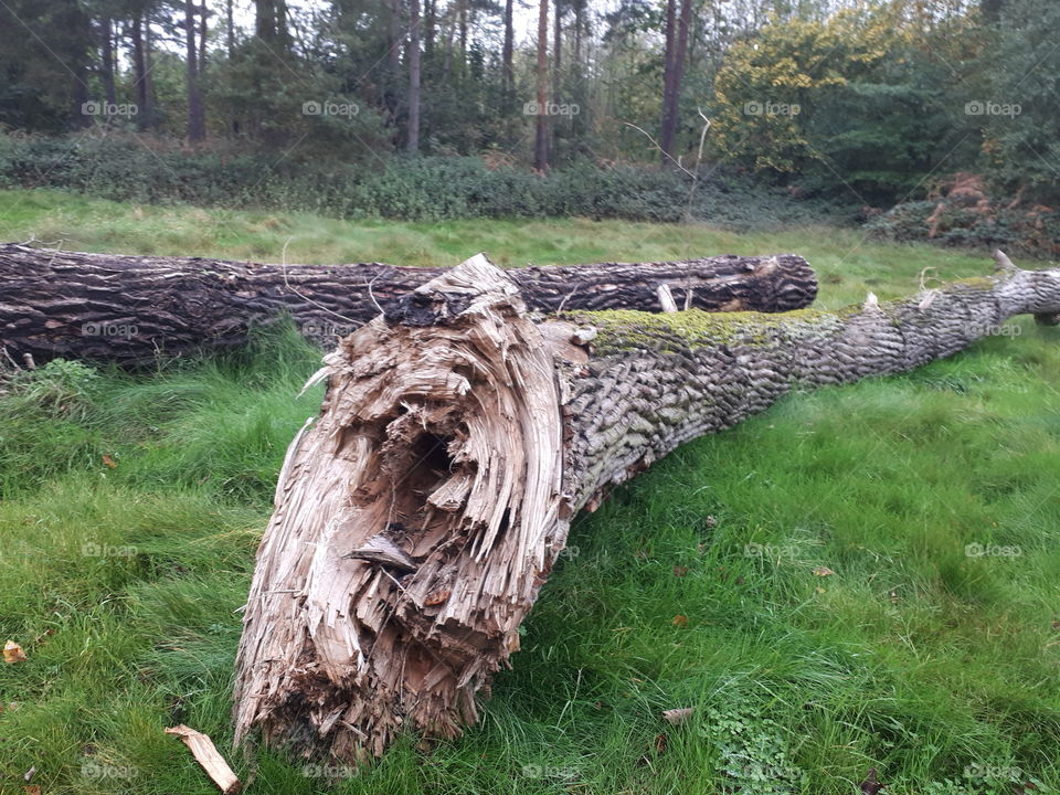 Tree, Wood, Nature, No Person, Environment