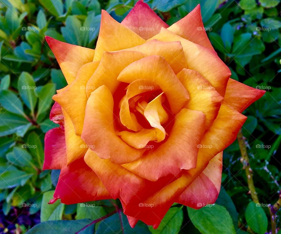 This bright orange rose is a stand out in the garden and it attracts a lot of attention from the neighbors!