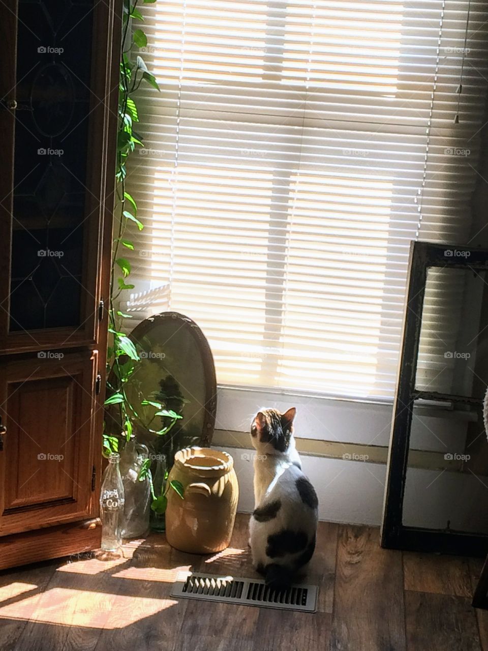 cat looking out the window