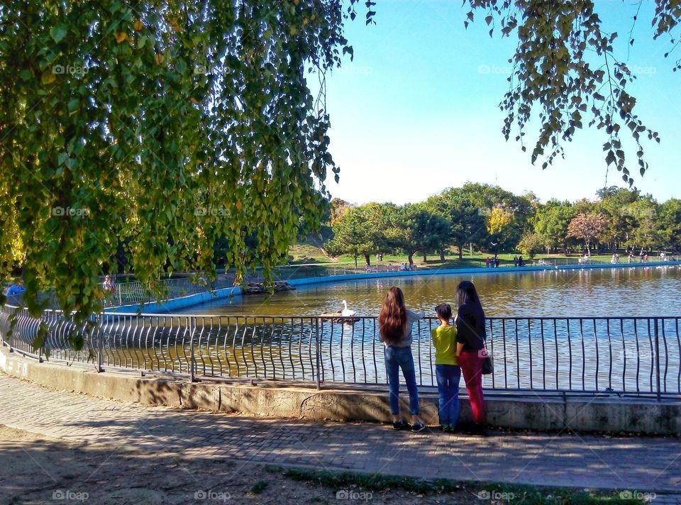 two girls and a boy at the lake look at the swan две девушки и мальчик у озёра смотрят на лебедя