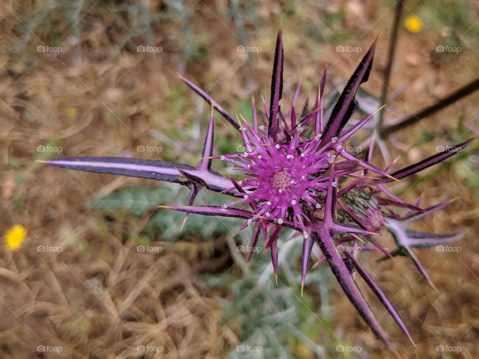 Closeup of a purple thistle flower in the wilderness