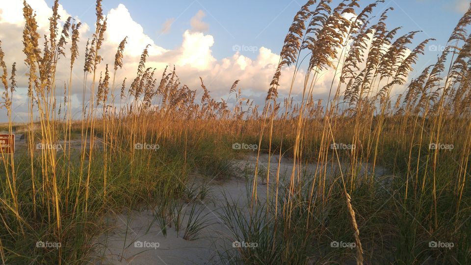 Sea oats
