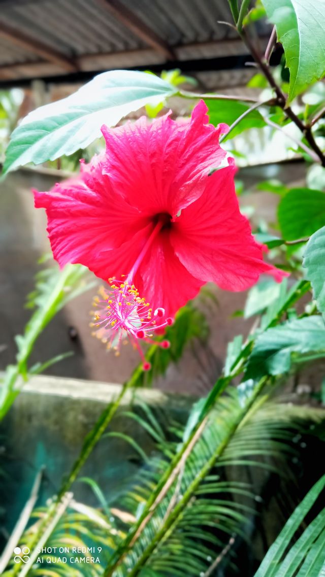 red colour